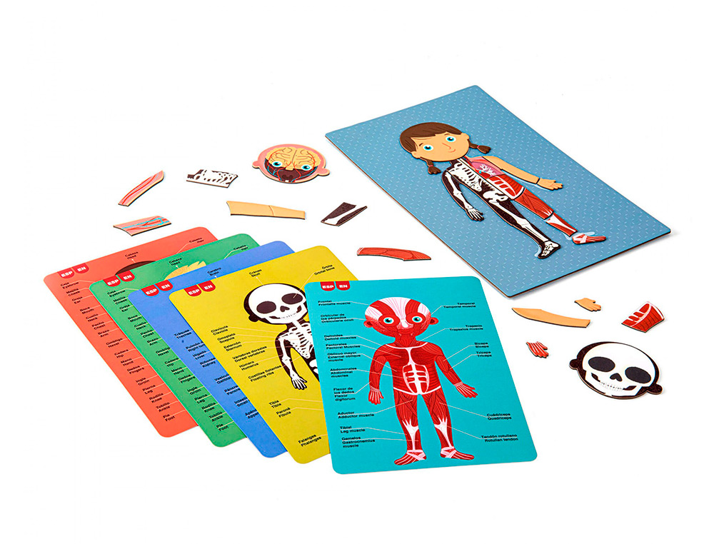 JOGO APLI DIDATICO MAGNETICO O CORPO HUMANO