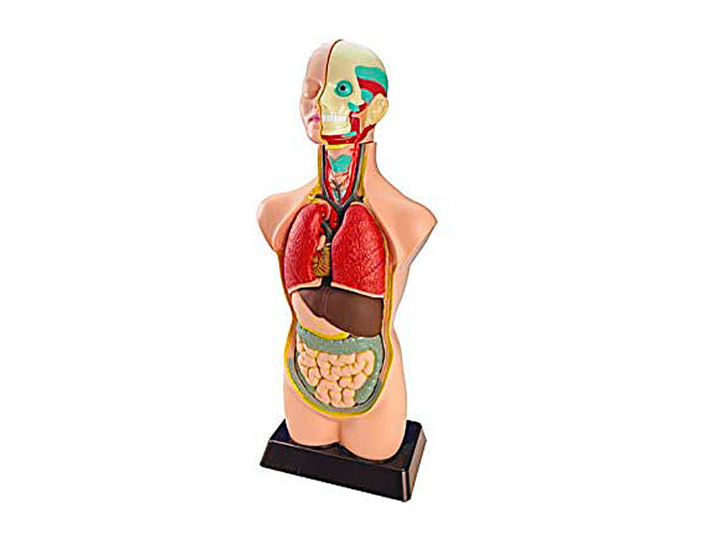JOGO MINILAND ANATOMIA HUMANA 11 PECAS 50 CM